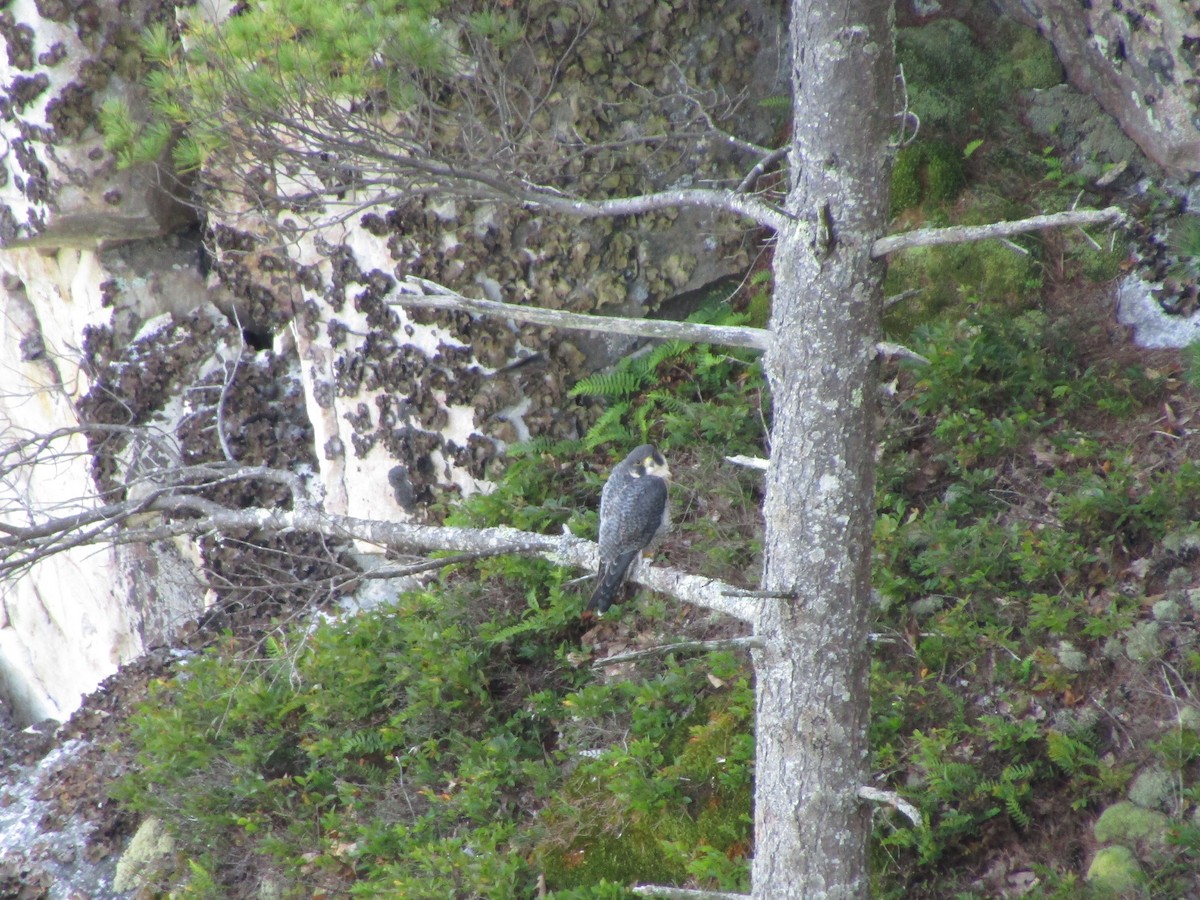 Halcón Peregrino - ML624164552