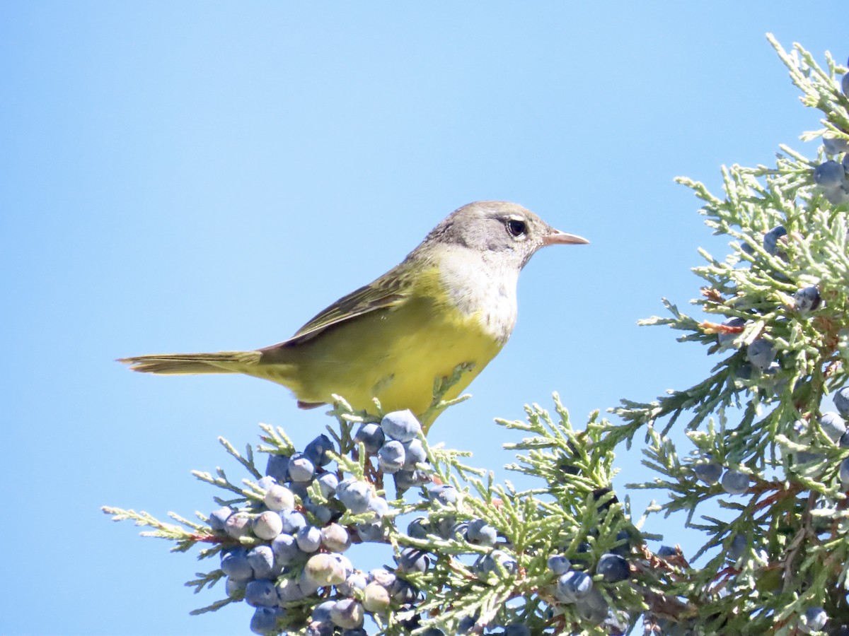 MacGillivray's Warbler - ML624164558