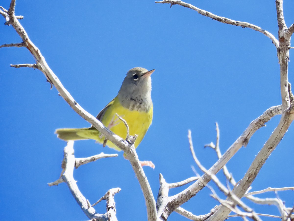 MacGillivray's Warbler - ML624164559