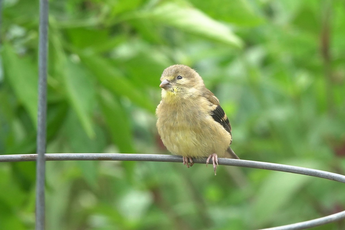 American Goldfinch - Karen Clifford