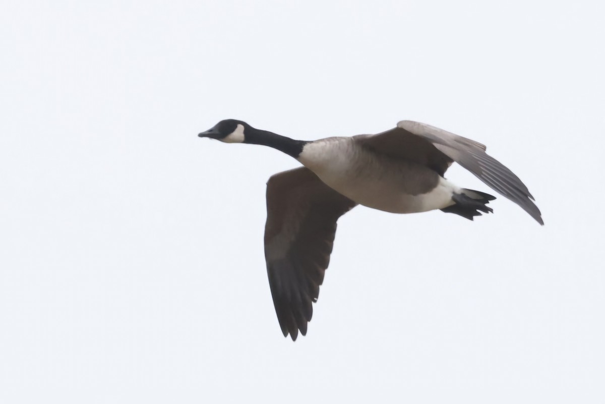 Canada Goose - David Funke