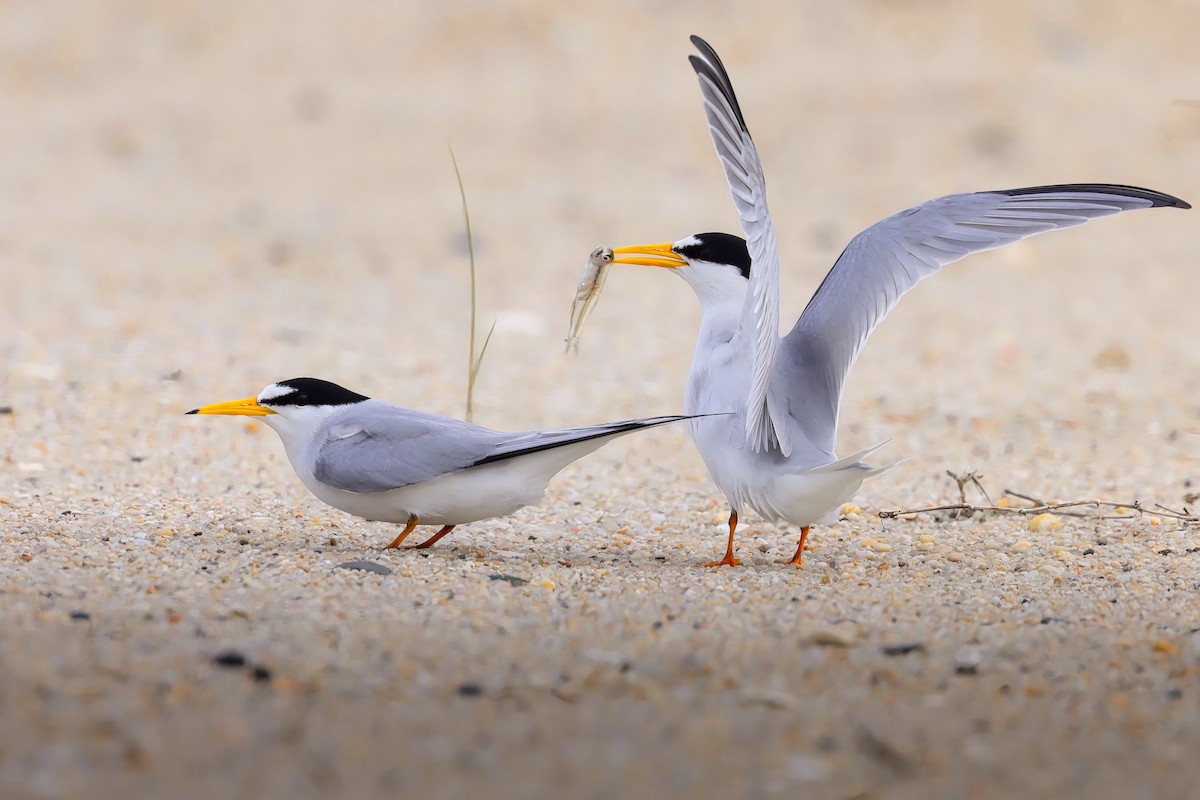 Least Tern - ML624164600