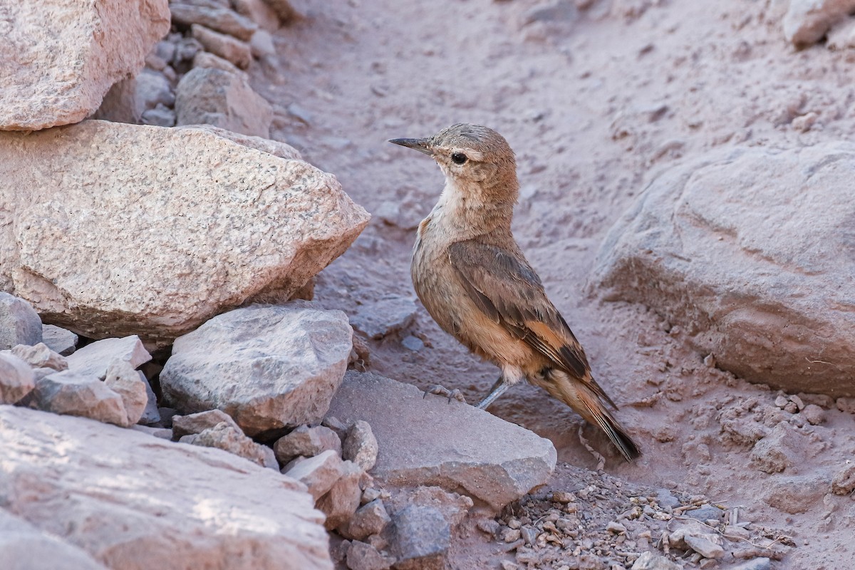 Rufous-banded Miner - Adam Bowley