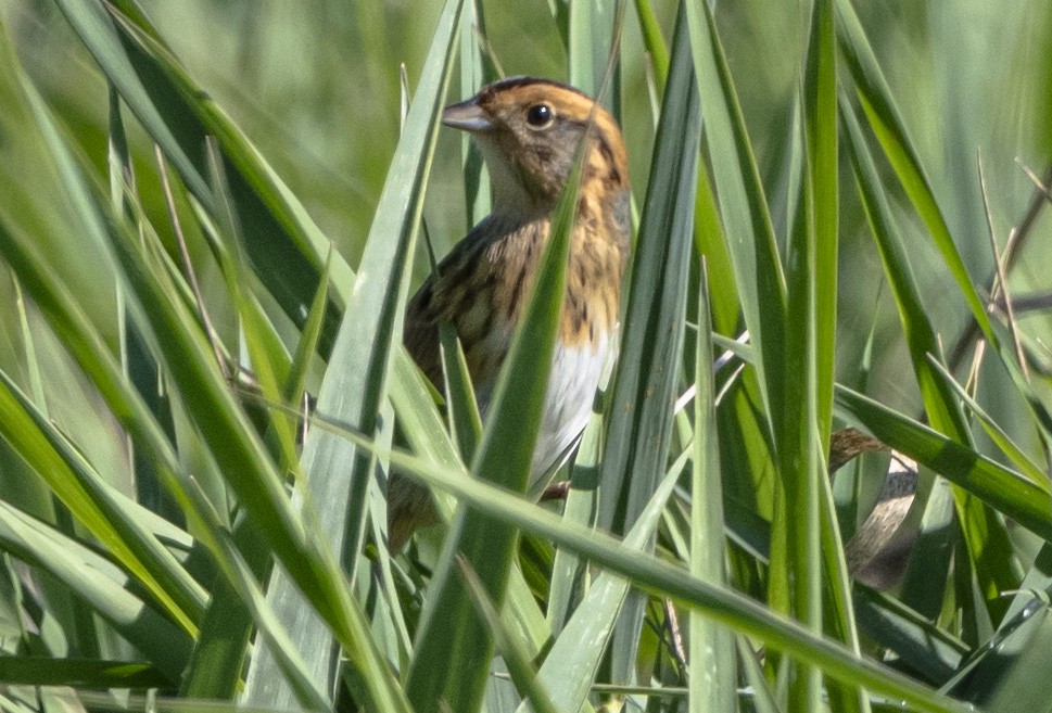 Nelson's Sparrow - ML624164628