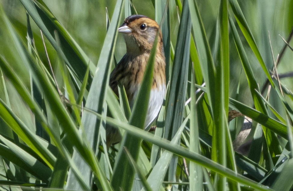 Nelson's Sparrow - ML624164629