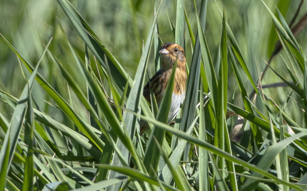 Nelson's Sparrow - ML624164630