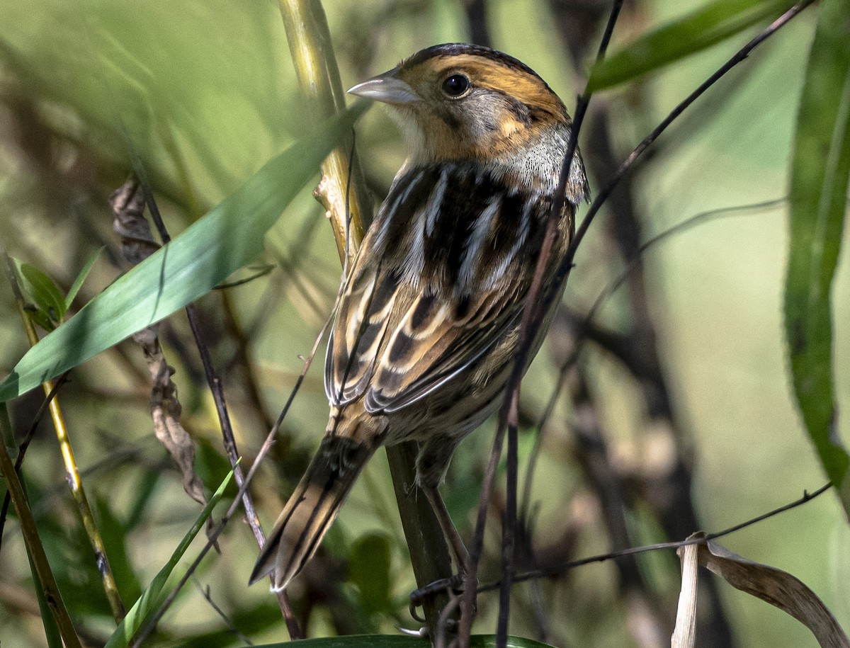 Nelson's Sparrow - ML624164632