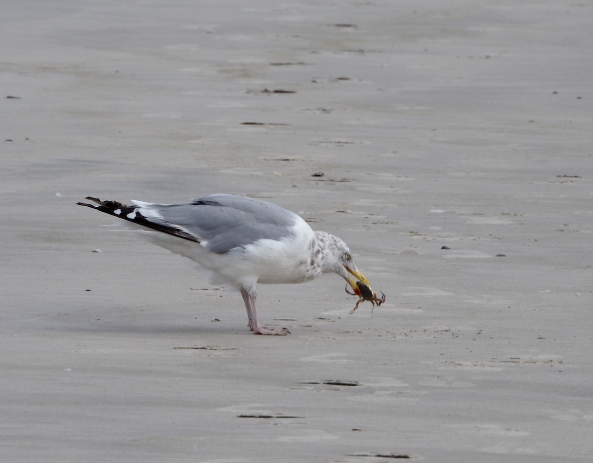 Herring Gull - Amy Henrici