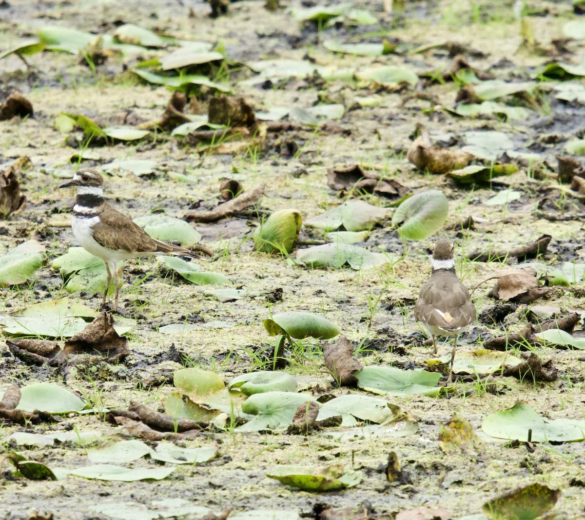 Killdeer - ML624164679