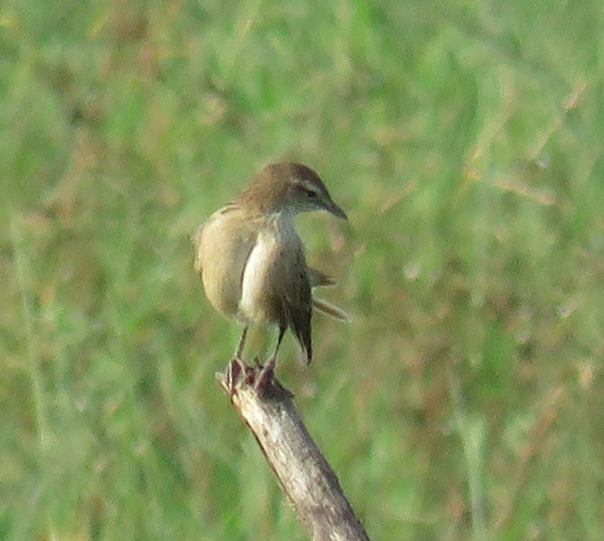 Clamorous Reed Warbler (Brown) - ML624164692