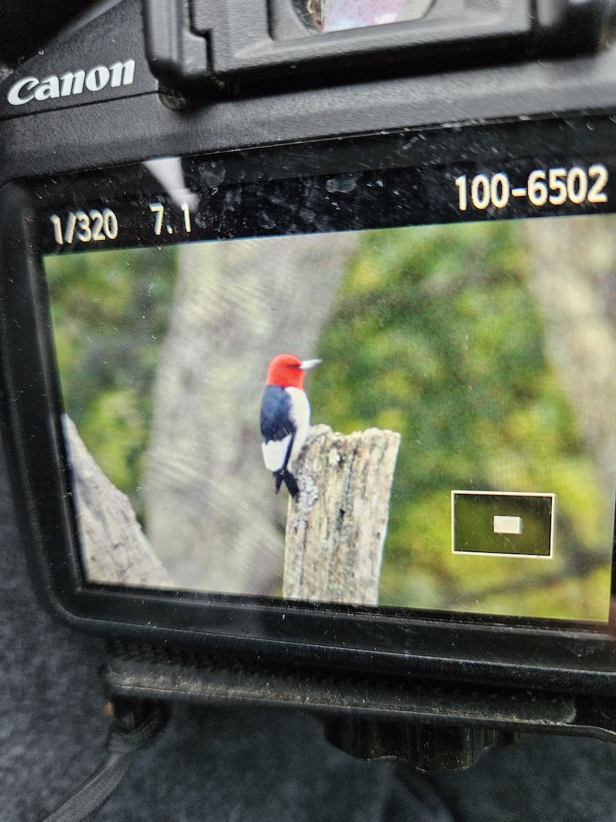 Red-headed Woodpecker - ML624164708