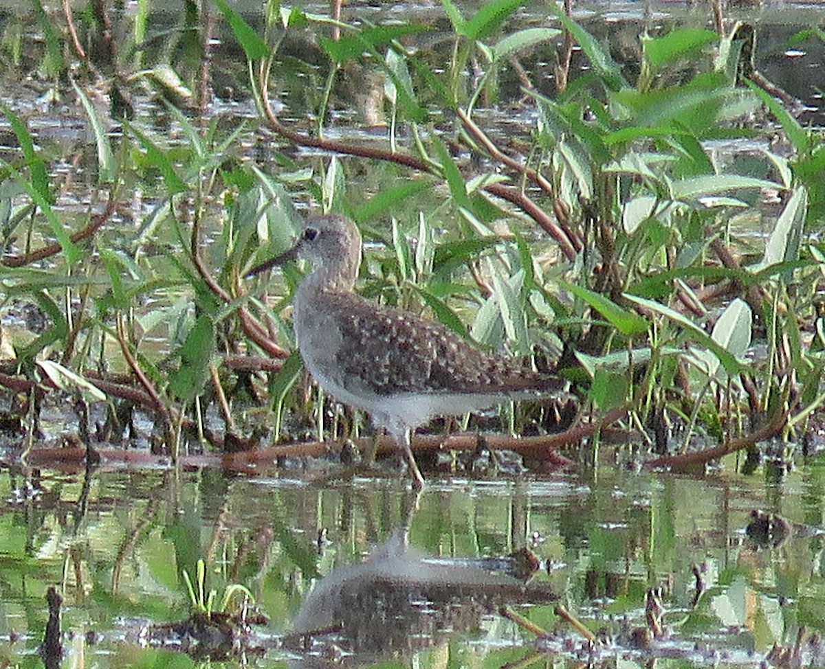 Wood Sandpiper - ML624164709