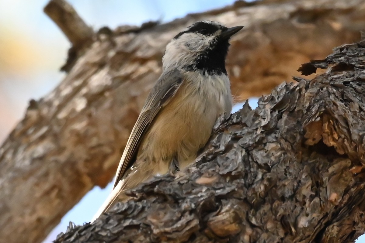 Mountain Chickadee - ML624164727