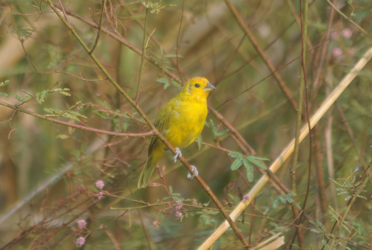 Saffron Finch - ML624164731