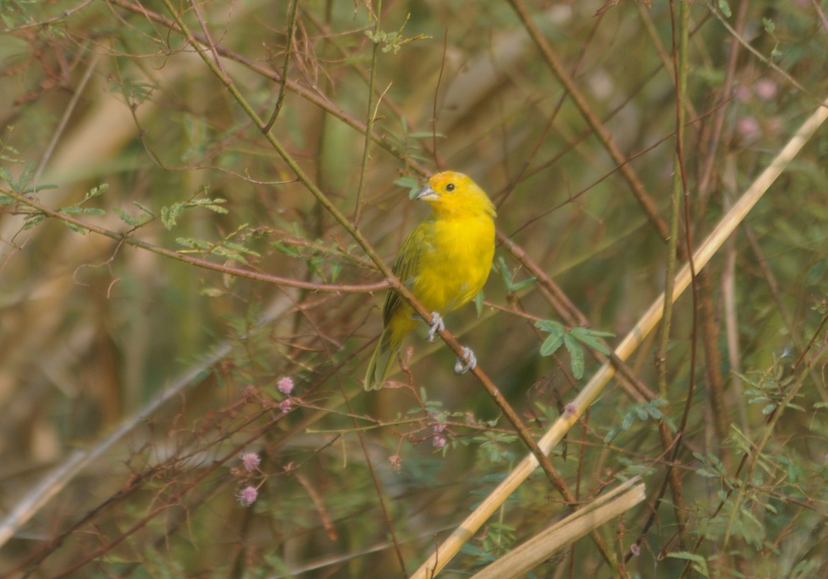 Saffron Finch - ML624164732