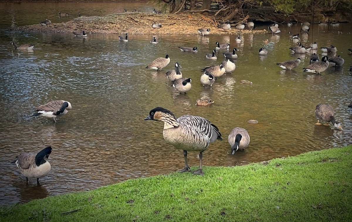 Hawaiian Goose - Pasi Hyvönen