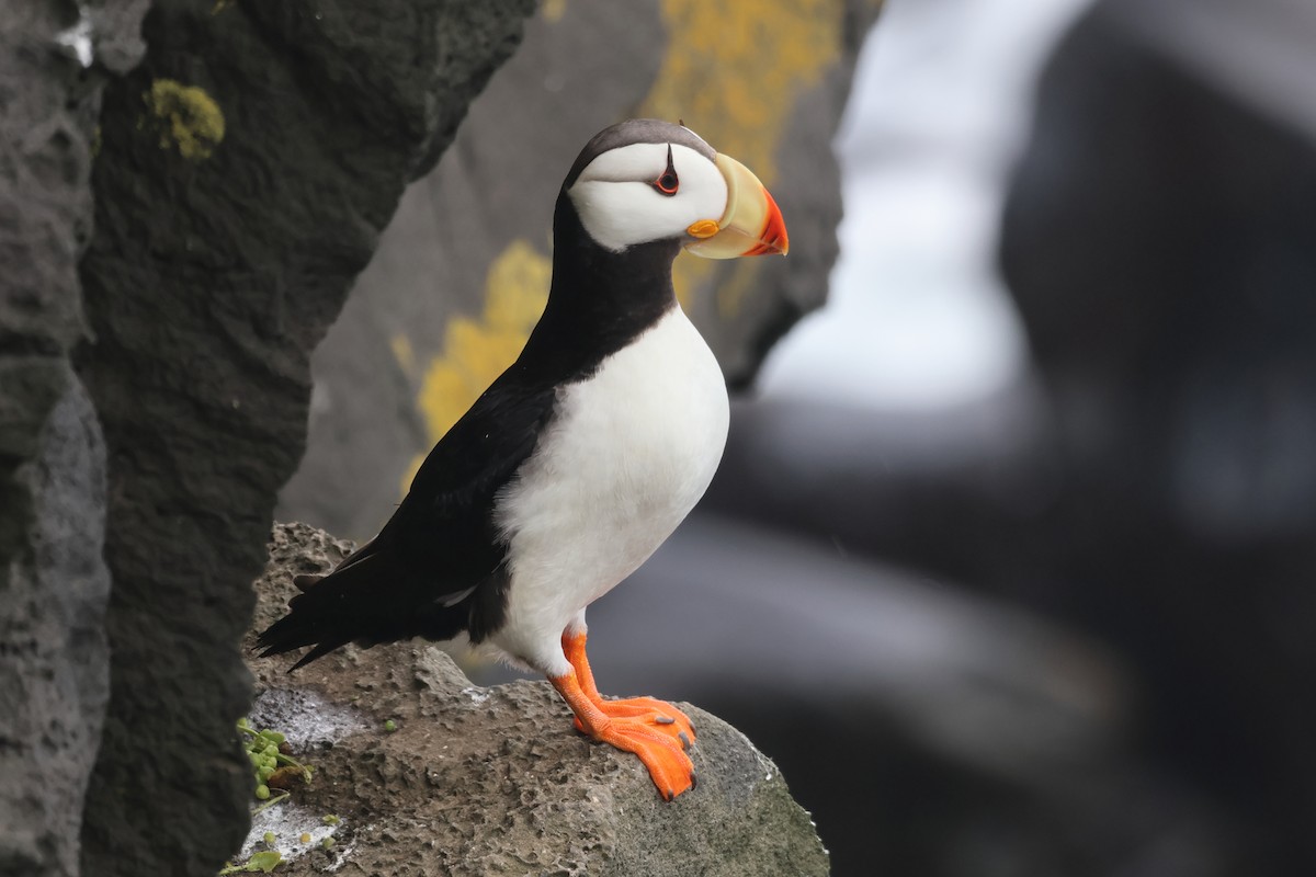 Horned Puffin - ML624164744