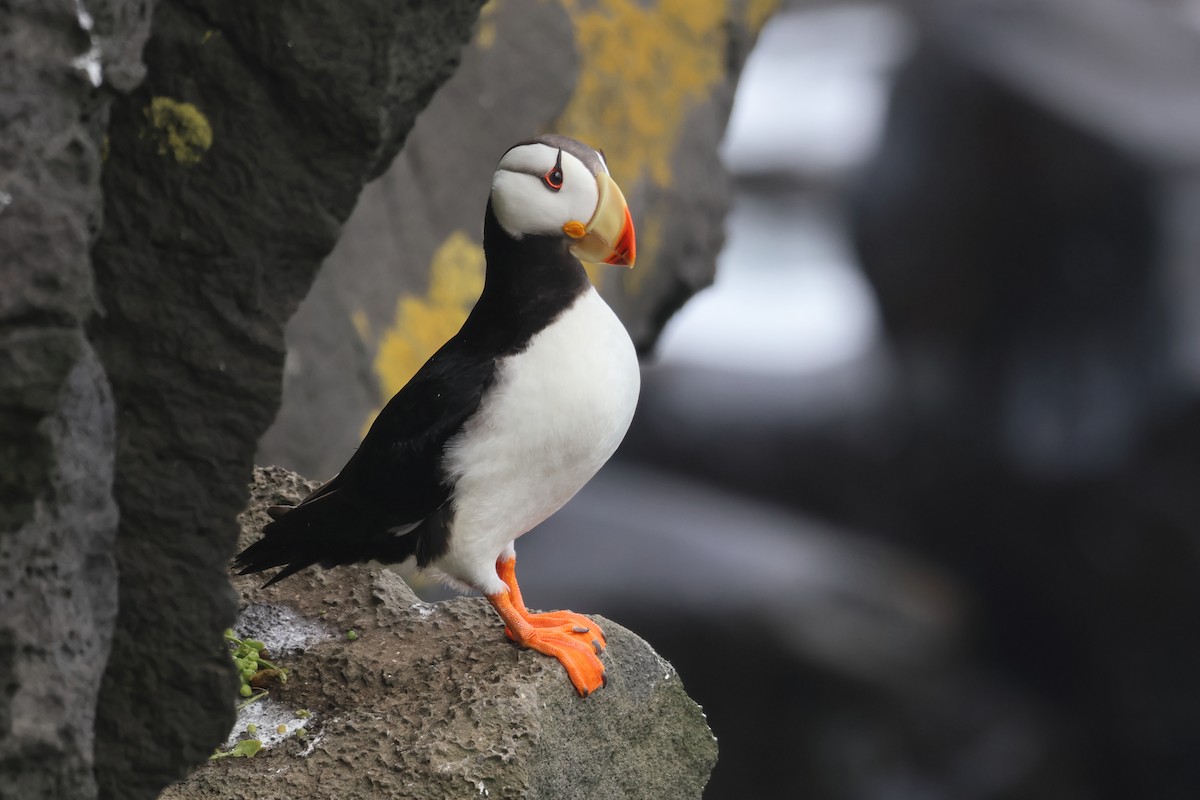 Horned Puffin - ML624164745