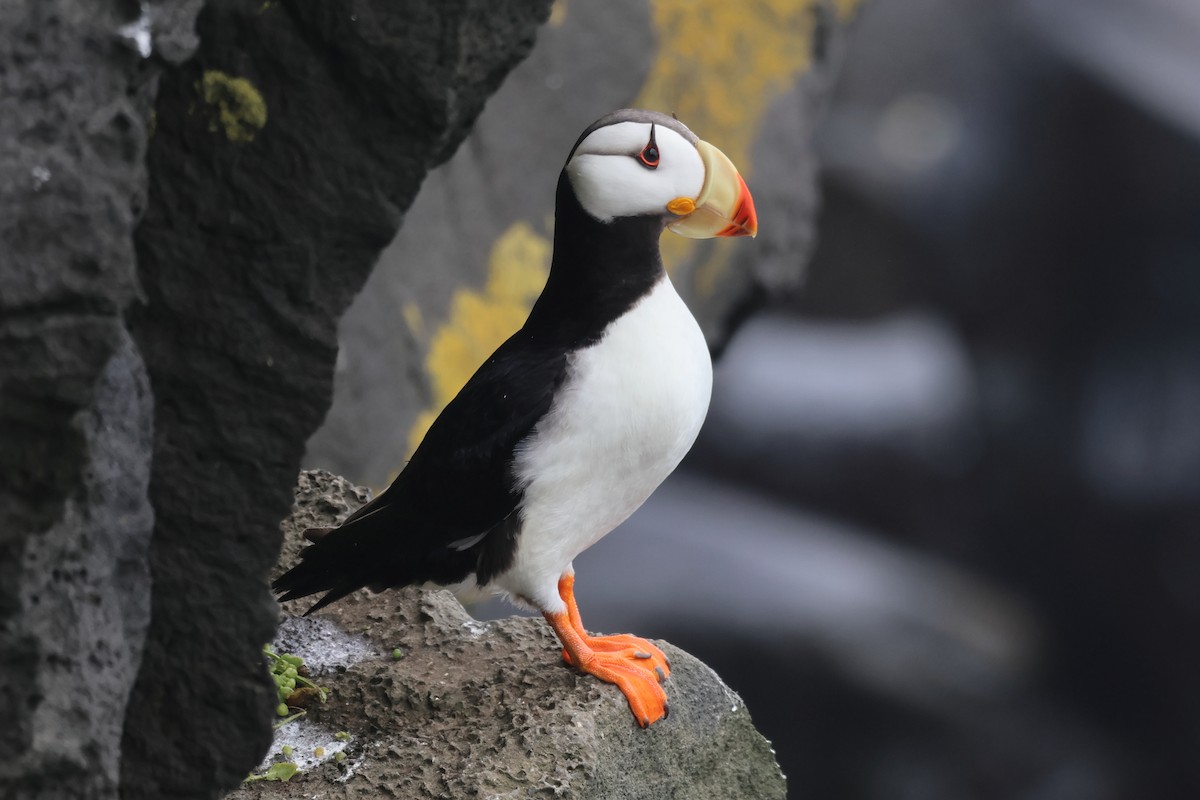 Horned Puffin - ML624164746