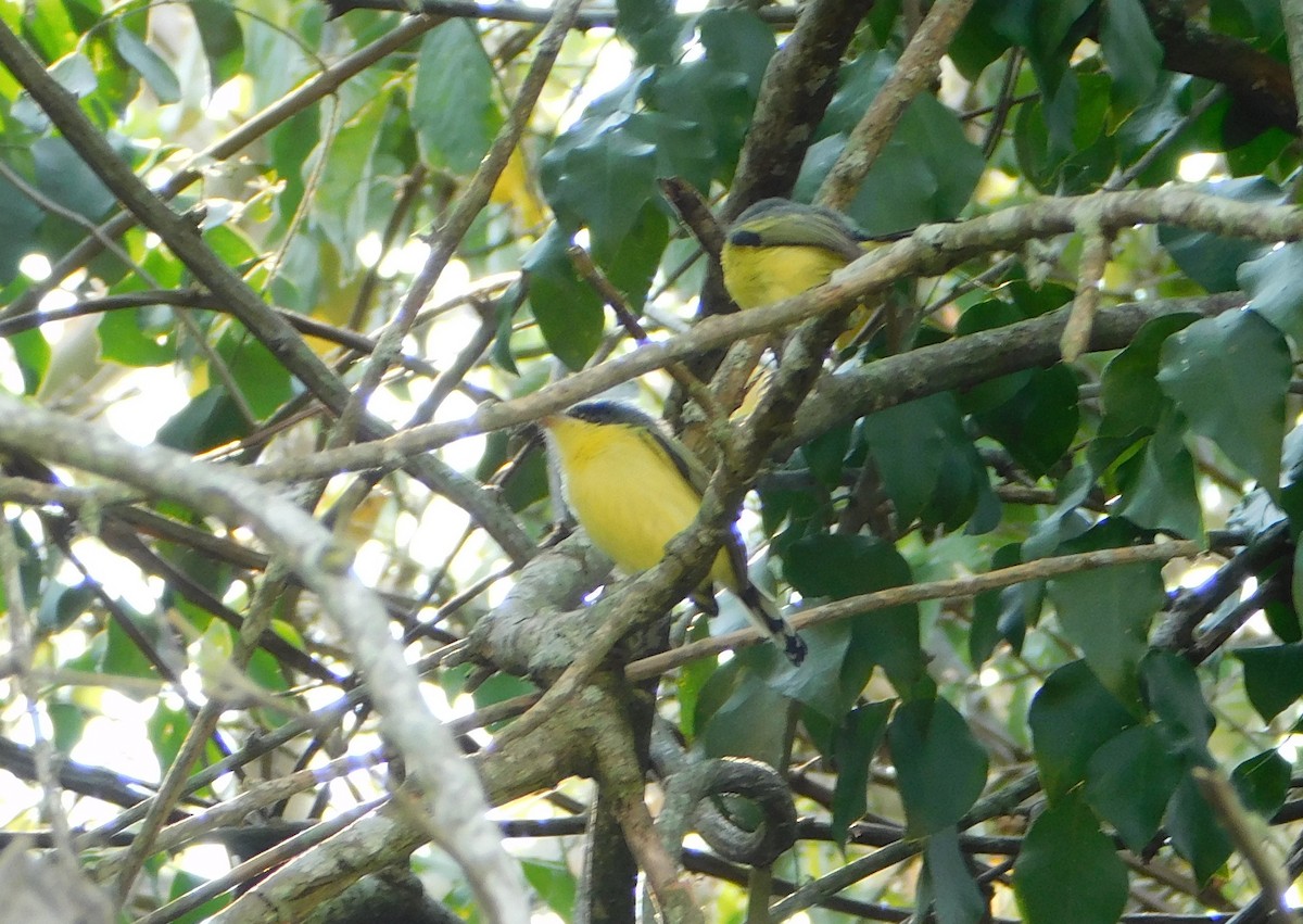 Common Tody-Flycatcher - ML624164753