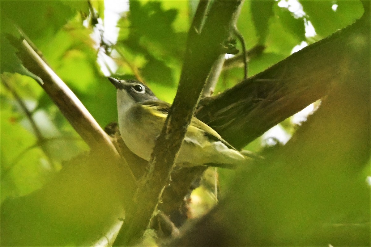 Blue-headed Vireo - ML624164757