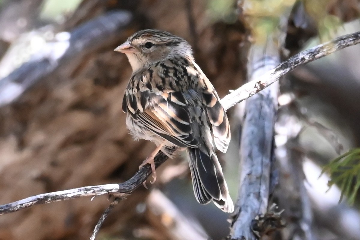 Chipping Sparrow - ML624164760