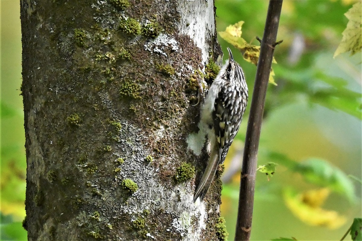 Brown Creeper - ML624164763