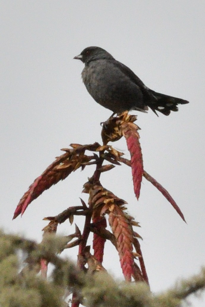 Red-crested Cotinga - Luis Fernando Citelly Palacios