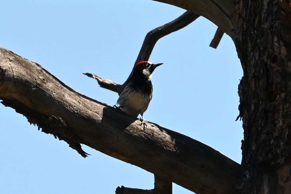 Acorn Woodpecker - ML624164789