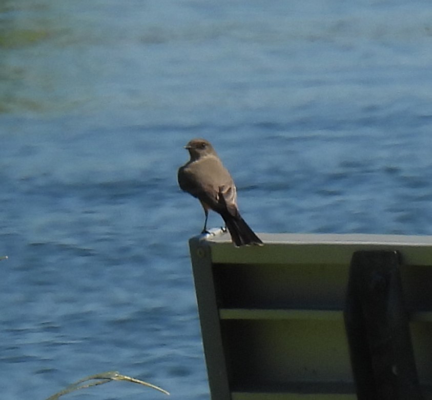 Say's Phoebe - ML624164793
