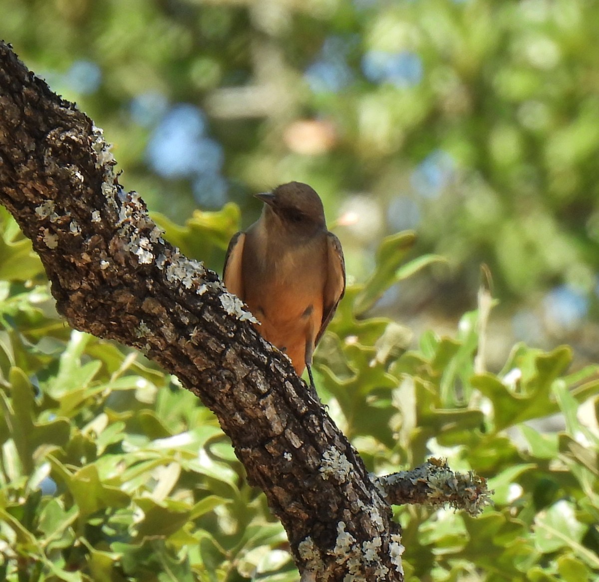 Say's Phoebe - ML624164796
