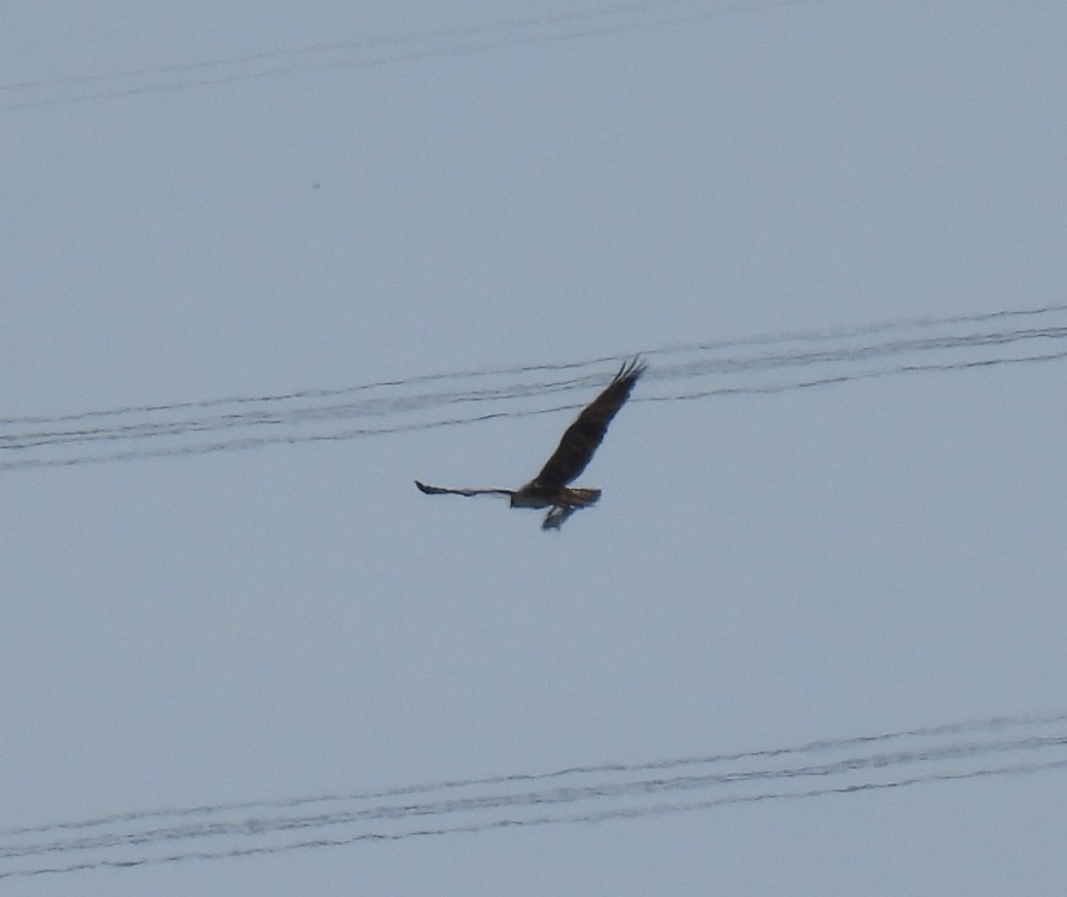 Загасч явлаг - ML624164798
