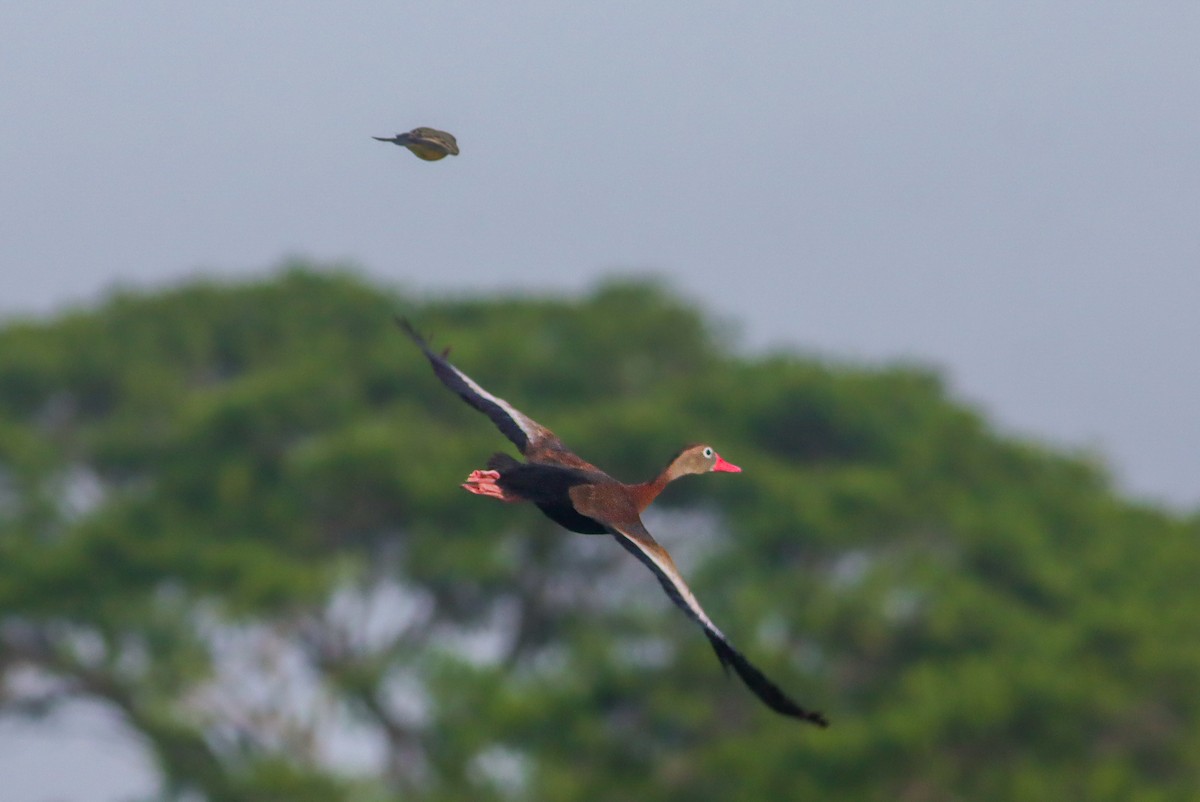 Black-bellied Whistling-Duck - ML624164828