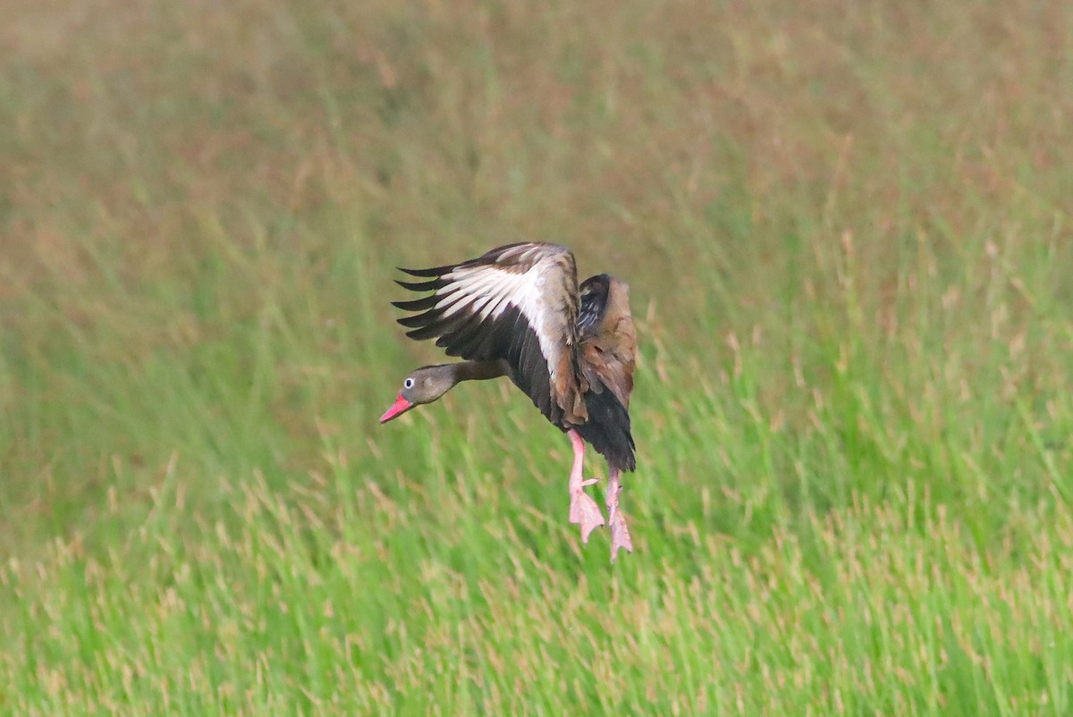 Black-bellied Whistling-Duck - ML624164829