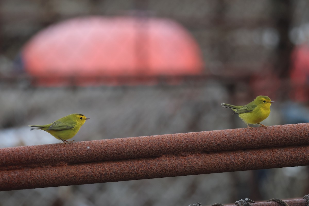 Wilson's Warbler - Sam Darmstadt