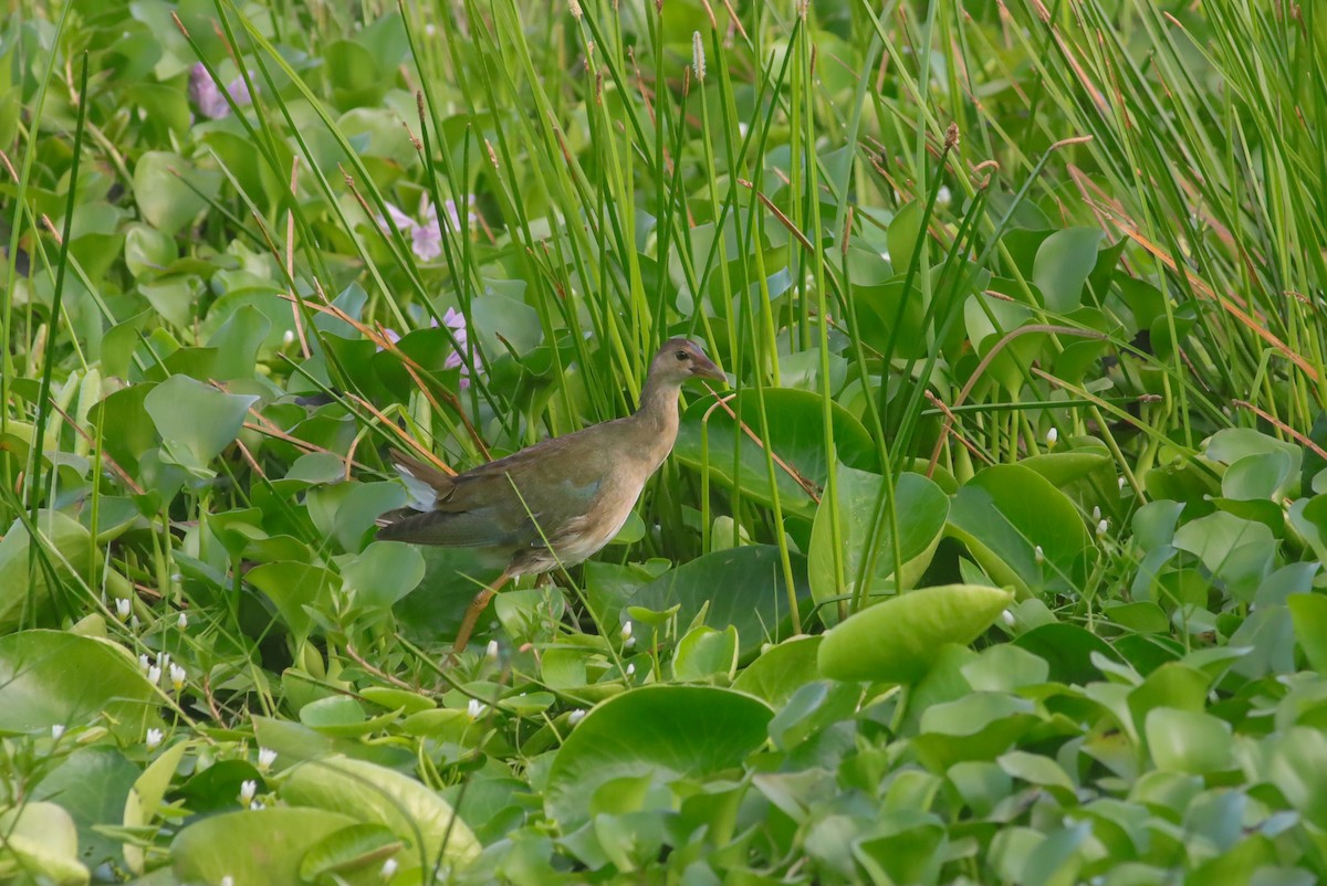 Purple Gallinule - ML624164839