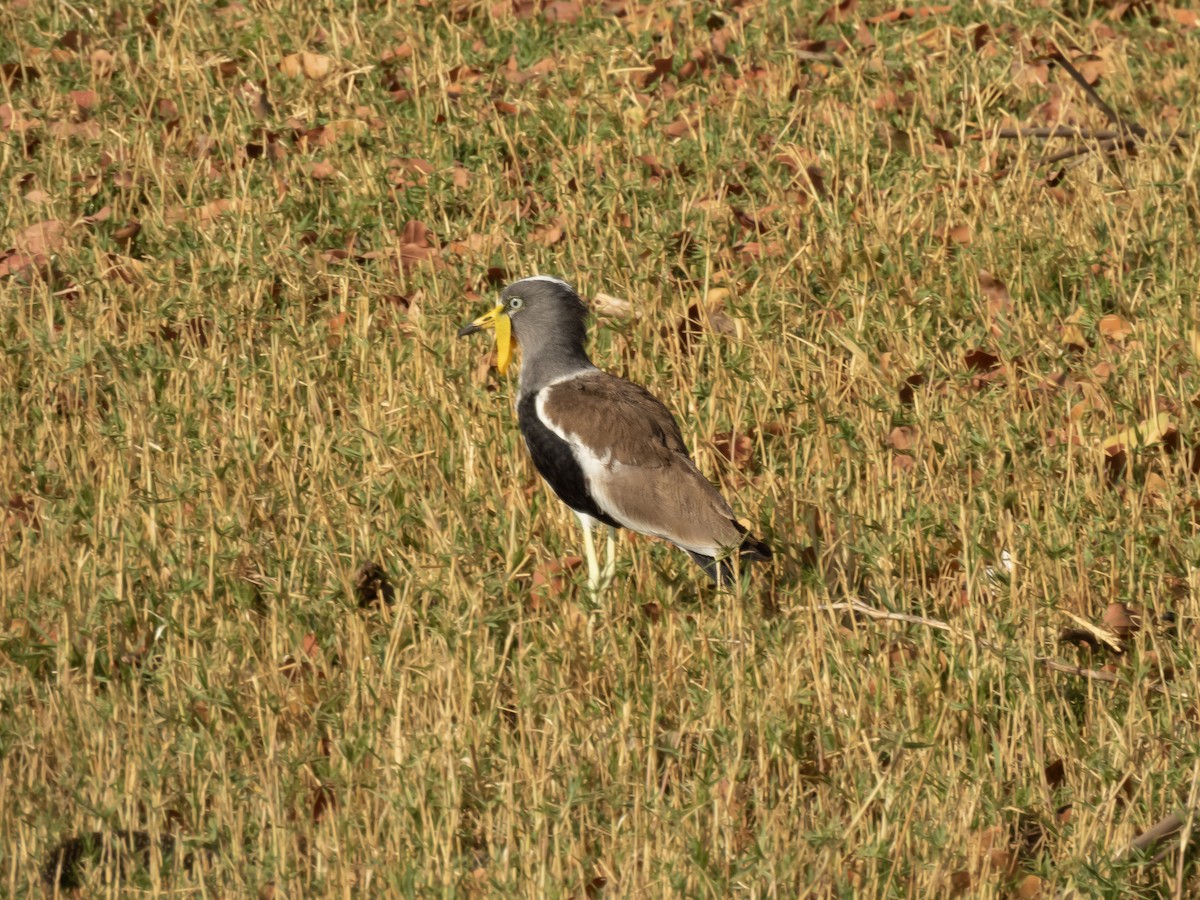 White-crowned Lapwing - ML624164853