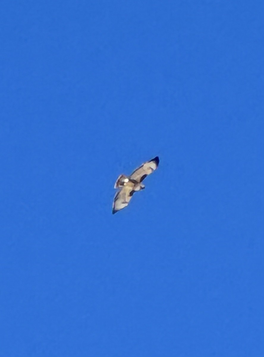 Red-tailed Hawk - ML624164862