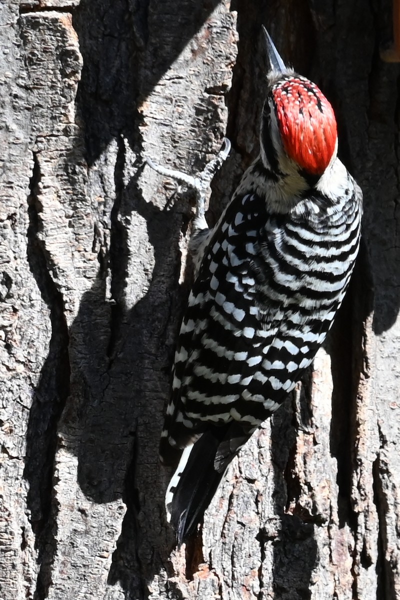 Ladder-backed Woodpecker - Cathy Pasterczyk