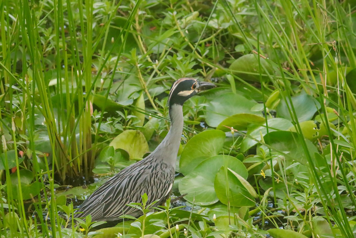 Yellow-crowned Night Heron - ML624164878