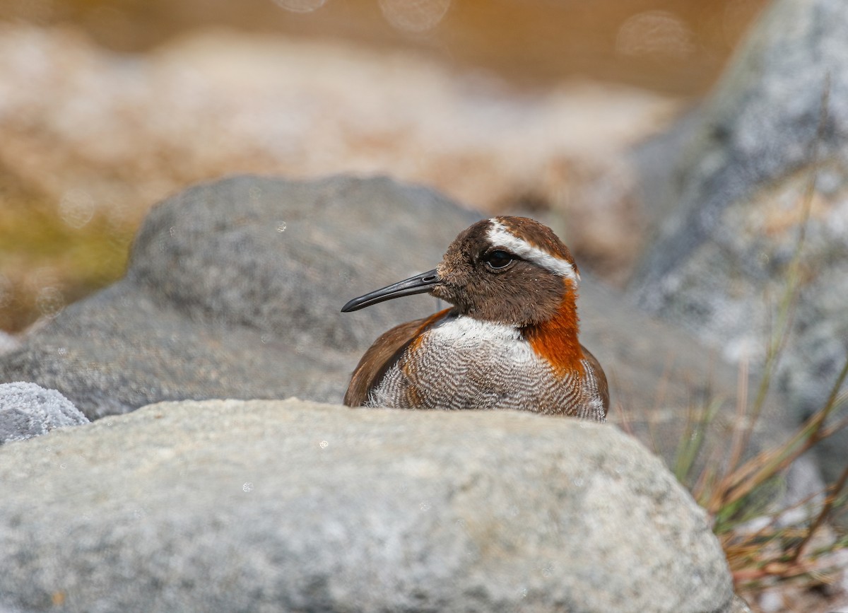 Diademed Sandpiper-Plover - ML624164892