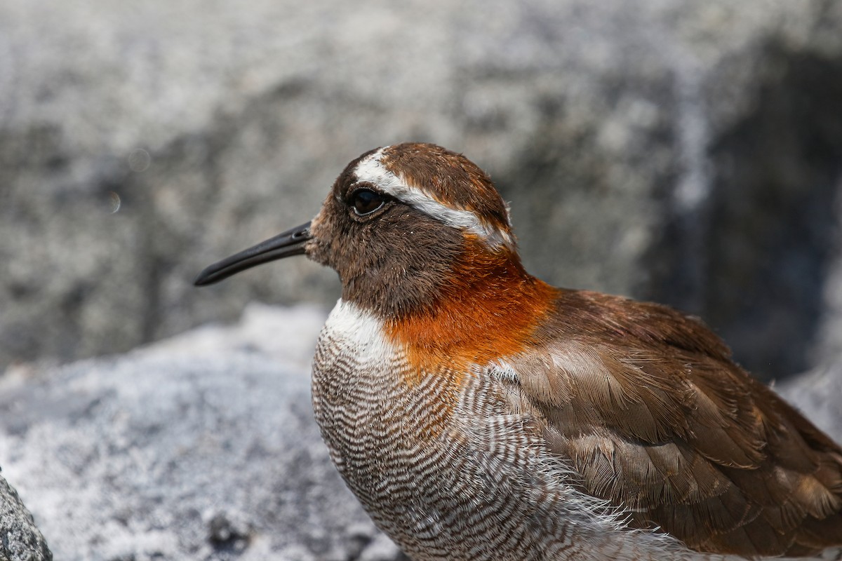 Diademed Sandpiper-Plover - ML624164893