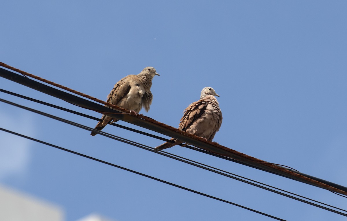 Ruddy Ground Dove - ML624164899