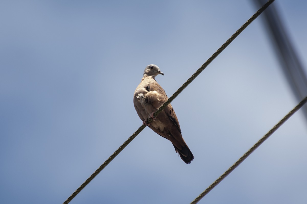 Ruddy Ground Dove - ML624164900