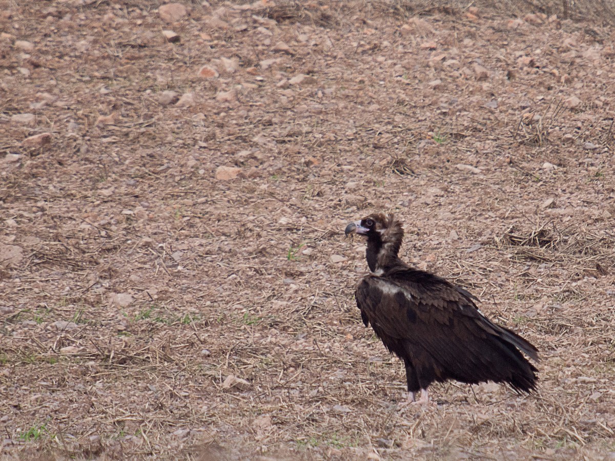 Cinereous Vulture - David Pardos