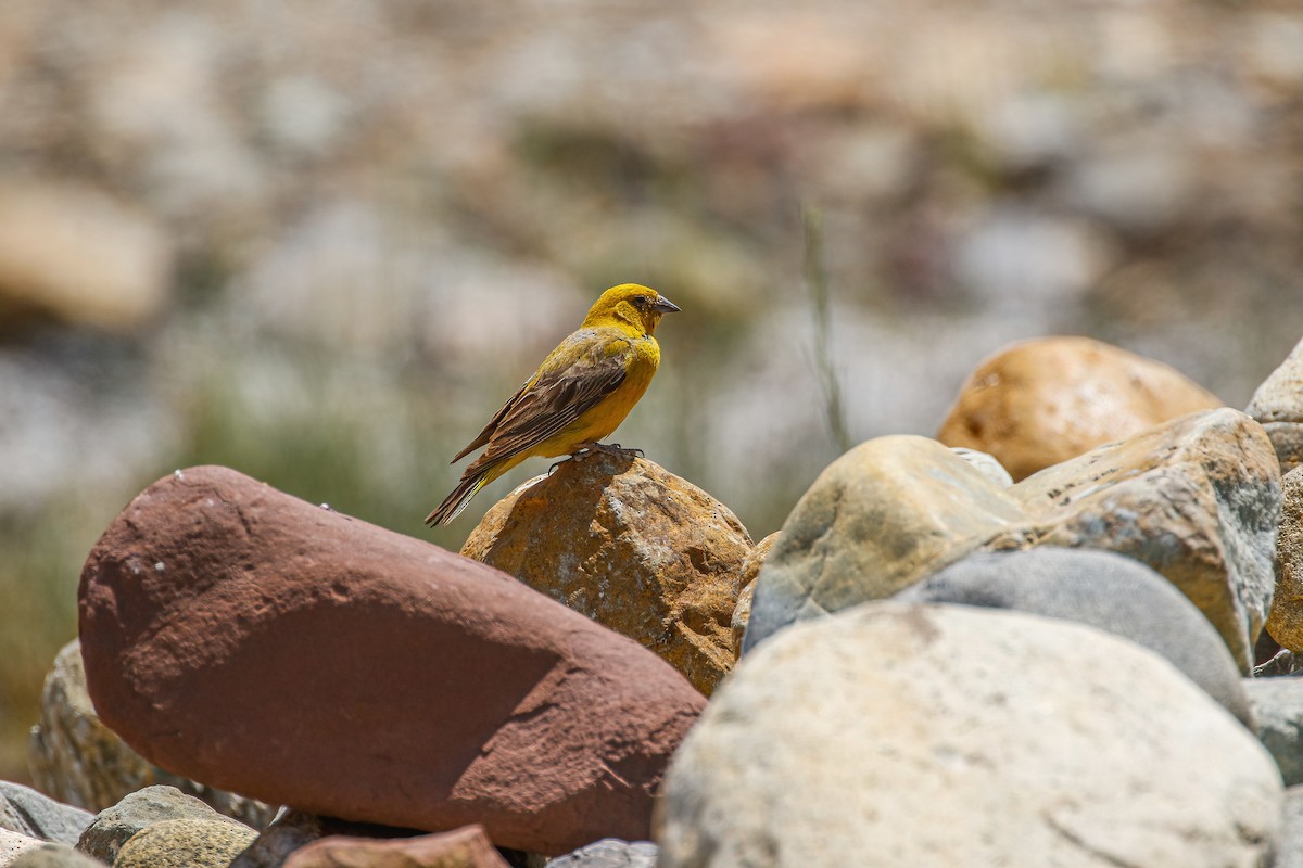 Greater Yellow-Finch - ML624164913