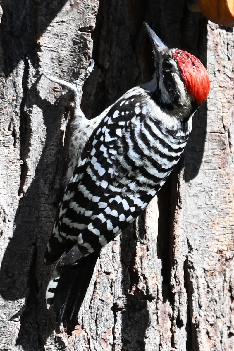 Ladder-backed Woodpecker - ML624164914