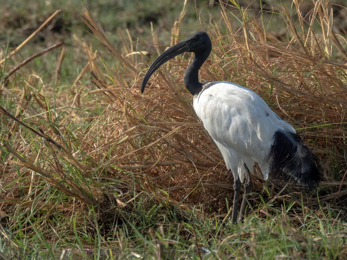 African Sacred Ibis - ML624164935