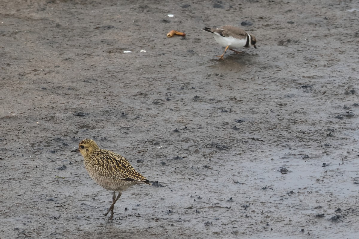 Pacific Golden-Plover - Sam Darmstadt