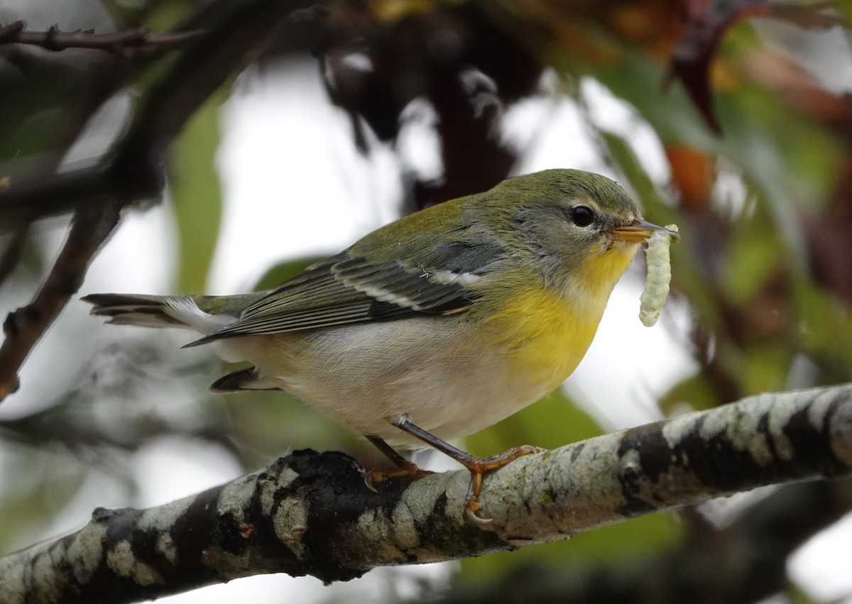 Northern Parula - ML624164967